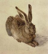 Albrecht Durer hare china oil painting reproduction